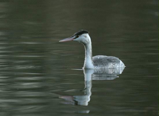 Great Crested Grebe <i>Podiceps cristatus</i>
