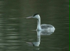 Great Crested Grebe