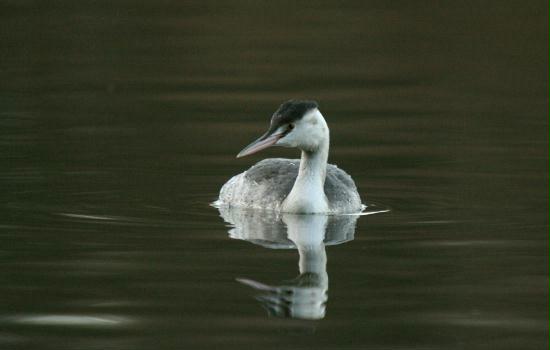 Great Crested Grebe <i>Podiceps cristatus</i>