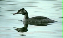 Great Crested Grebe