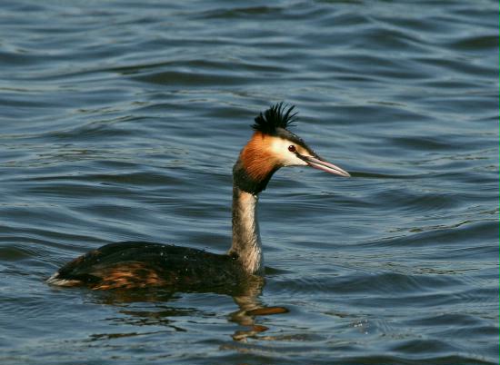 Great Crested Grebe <i>Podiceps cristatus</i>