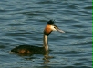 Great Crested Grebe