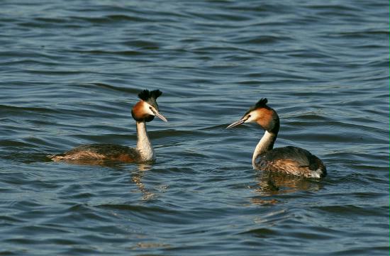 Great Crested Grebe <i>Podiceps cristatus</i>