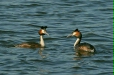 Great Crested Grebe