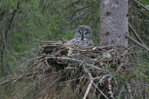 Great Grey Owl <i>Strix nebulosa </i>