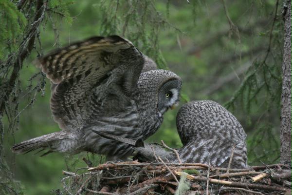 Great Grey Owl <i>Strix nebulosa </i>