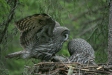 Great Grey Owl