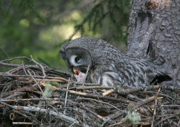 Great Grey Owl <i>Strix nebulosa </i>