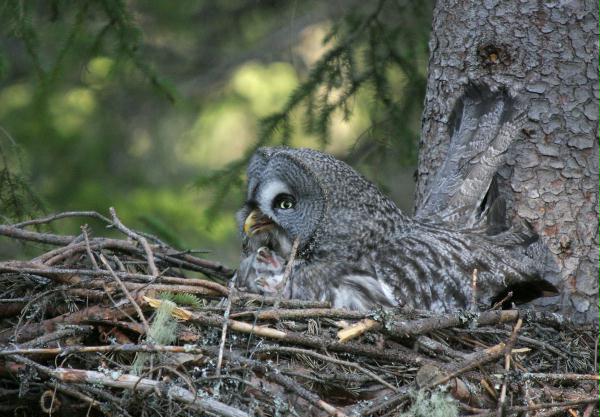 Great Grey Owl <i>Strix nebulosa </i>