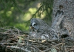 Great Grey Owl