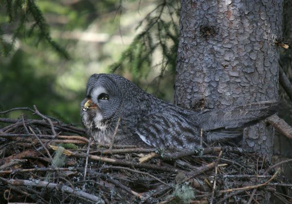Great Grey Owl <i>Strix nebulosa </i>