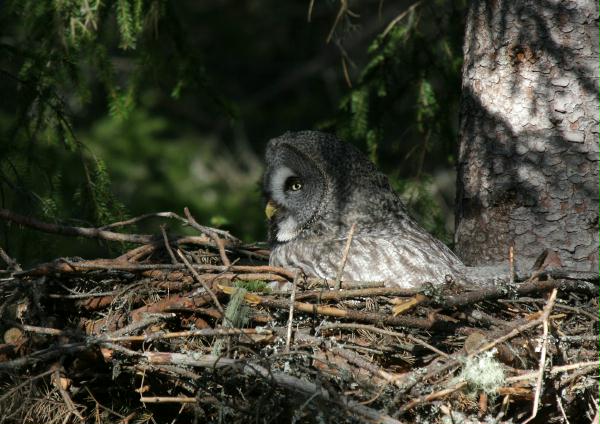 Great Grey Owl <i>Strix nebulosa </i>
