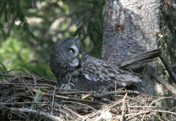 Great Grey Owl <i>Strix nebulosa </i>