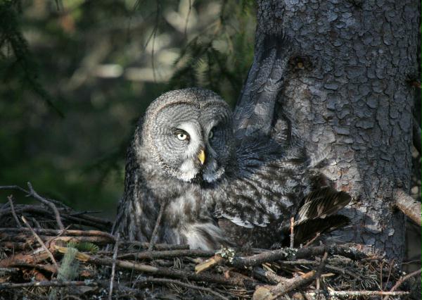Great Grey Owl <i>Strix nebulosa </i>
