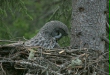 Great Grey Owl