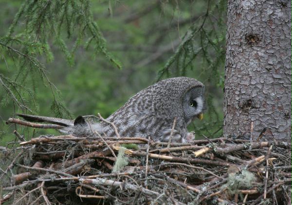 Great Grey Owl <i>Strix nebulosa </i>