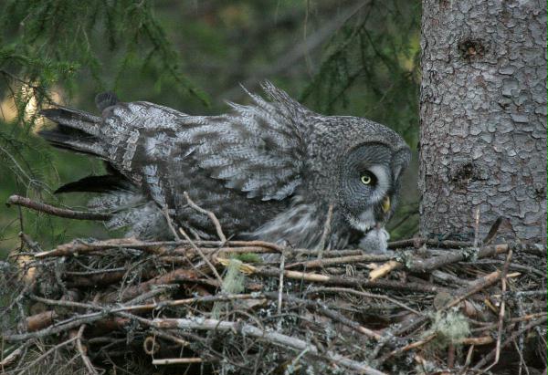 Great Grey Owl <i>Strix nebulosa </i>