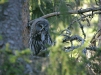 Great Grey Owl