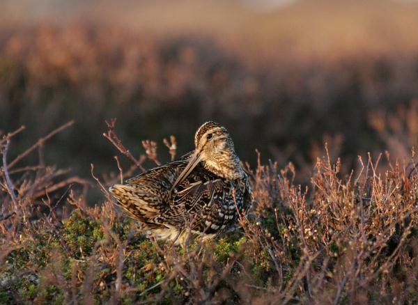 Great Snipe <i>Gallinago media</i>