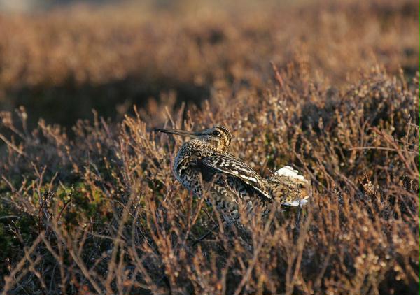 Great Snipe <i>Gallinago media</i>