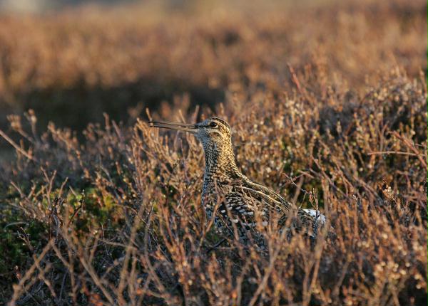 Great Snipe <i>Gallinago media</i>