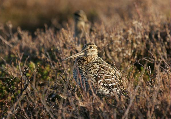 Great Snipe <i>Gallinago media</i>