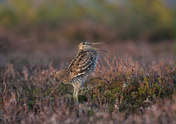 Great Snipe <i>Gallinago media</i>