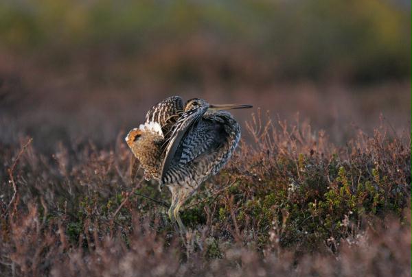 Great Snipe <i>Gallinago media</i>