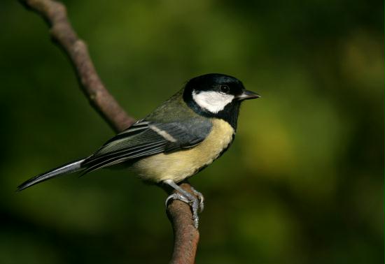 Great Tit <i>Parus major</i>