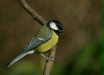 Great Tit