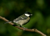 Great Tit