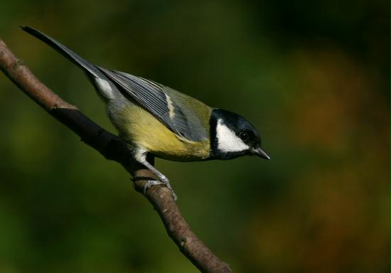 Great Tit <i>Parus major</i>