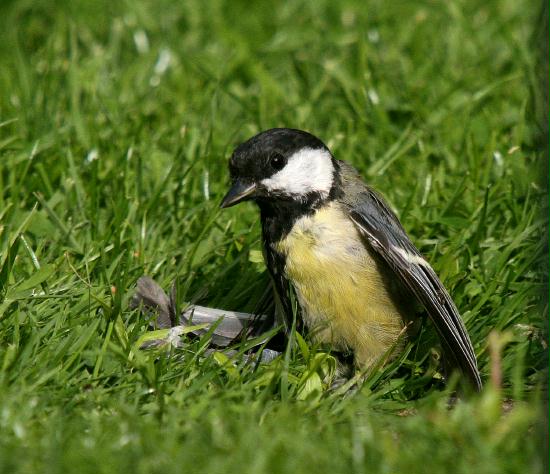 Great Tit <i>Parus major</i>