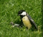 Great Tit