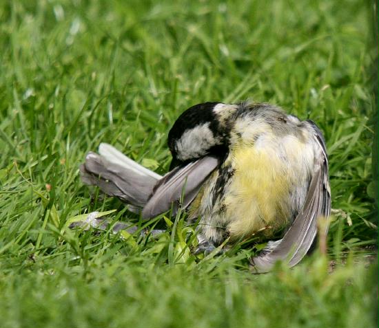 Great Tit <i>Parus major</i>