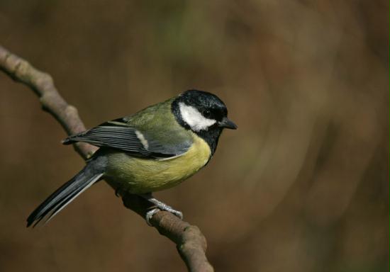 Great Tit <i>Parus major</i>
