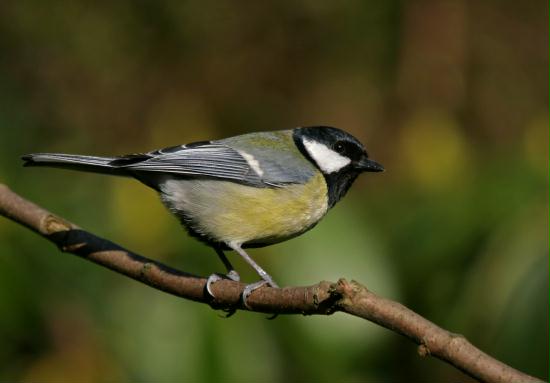 Great Tit <i>Parus major</i>