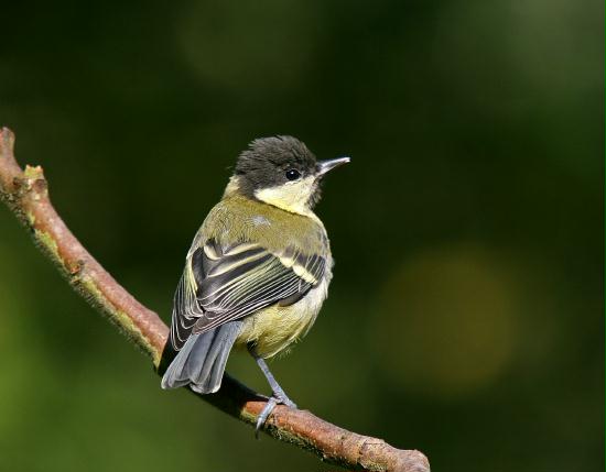 Great Tit <i>Parus major</i>