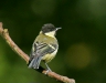 Great Tit