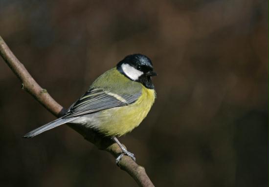 Great Tit <i>Parus major</i>