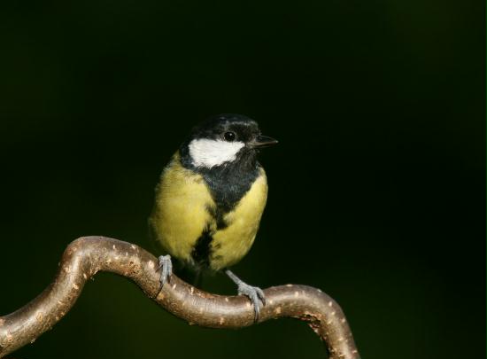Great Tit <i>Parus major</i>