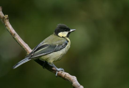 Great Tit <i>Parus major</i>