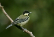 Great Tit