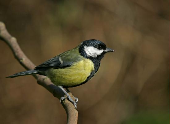 Great Tit <i>Parus major</i>