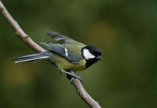 Great Tit <i>Parus major</i>