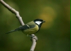 Great Tit