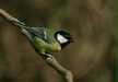 Great Tit