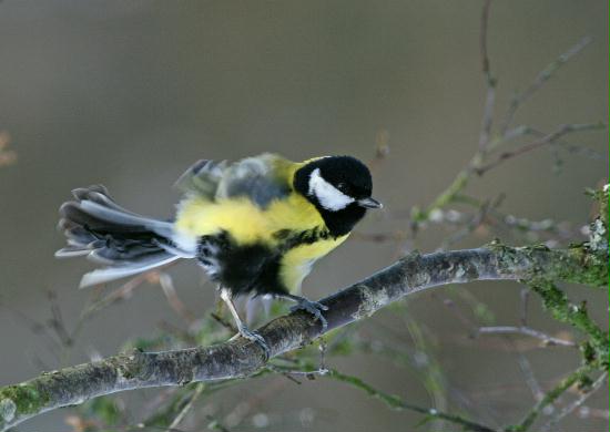 Great Tit <i>Parus major</i>