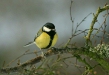 Great Tit