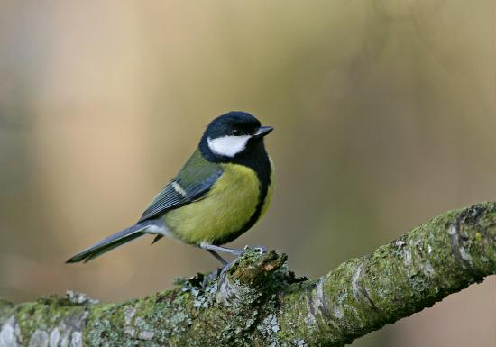 Great Tit <i>Parus major</i>